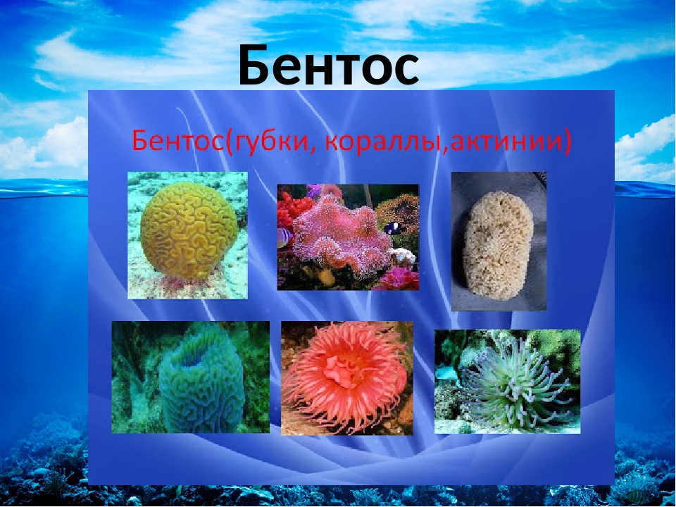 Бентос актинии. Кораллы бентос. Диатомеи бентос. Прикрепленные морские организмы.