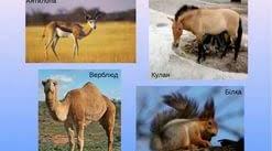 Тварини