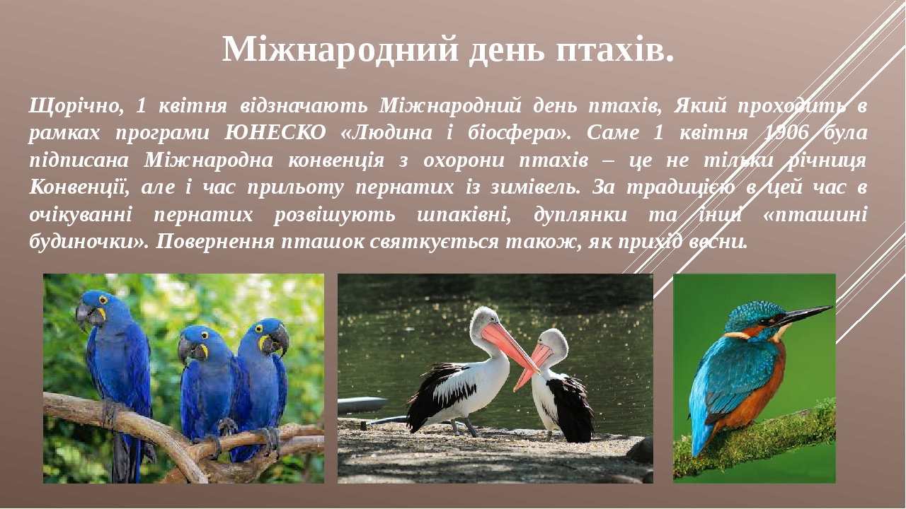 Міжнародний день птахів "Птахи наші друзі"