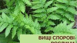 ВИЩІ СПОРОВІ РОСЛИНИ