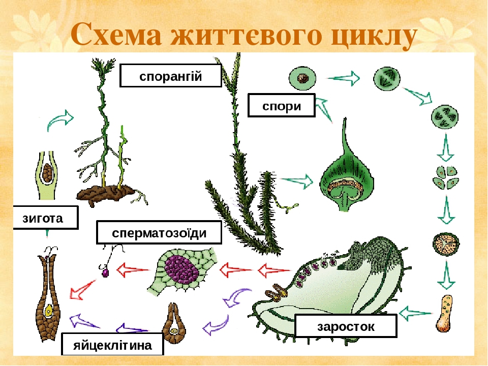 Жизненный цикл плауна схема