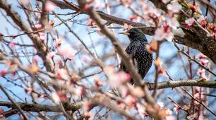 Заняття для дошкільнят на тему "Птахи навесні"