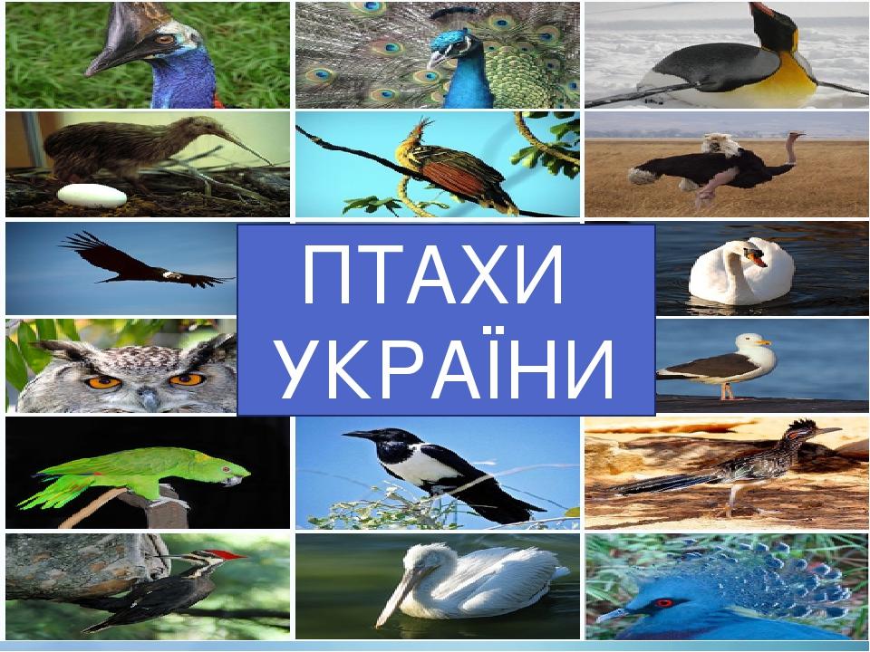 Презентація "Птахи України" для 1 класу | Презентація. НУШ
