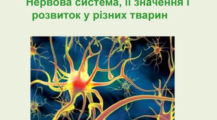 Органи чуття. Нервова система тварин