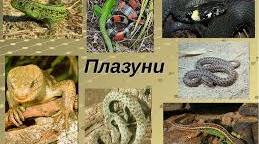Клас  Плазуни. Ряд  Лускаті.