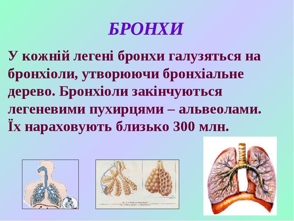 Бронх демікпесі презентация