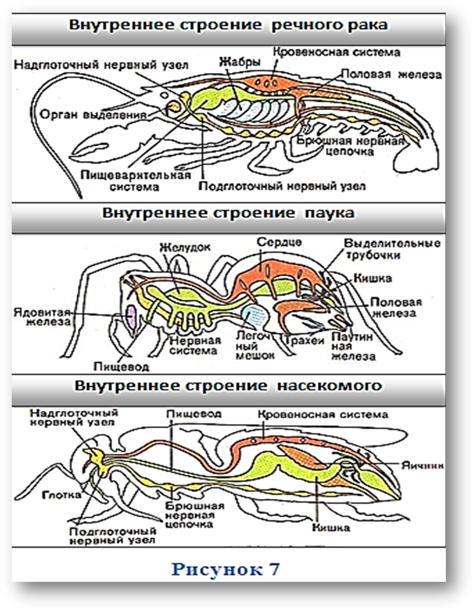 Рак брюшная нервная цепочка. Нервная система членистоногих насекомых. Половая система членистоногих схема. Членистоногие внутреннее строение. Брюшная нервная цепочка у членистоногих.