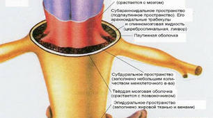 Нервова система. Спинний мозок