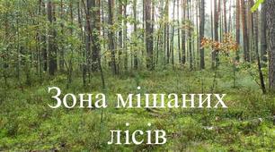 Мішані ліси