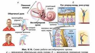 Сенсорні системи рівноваги, руху , дотику,  температури, болю, Смак, нюх 8 клас