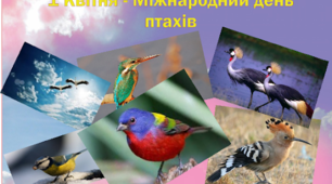 Цікаве про птахів. До міжнародного дня птахів.