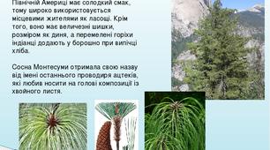 Презентація з біології на тему "Голонасінні"