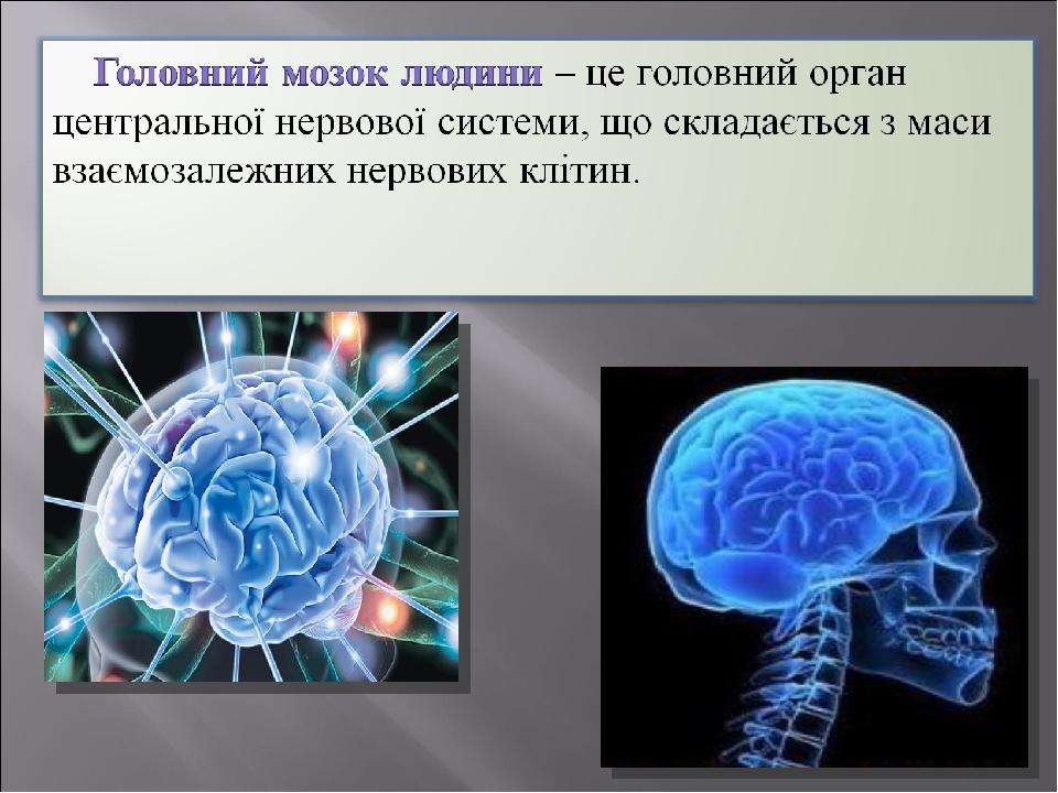 Презентація "Головний мозок людини" | Презентація. Біологія