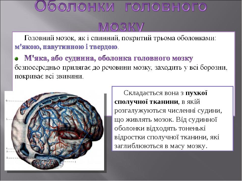 Презентація "Головний мозок людини" | Презентація. Біологія