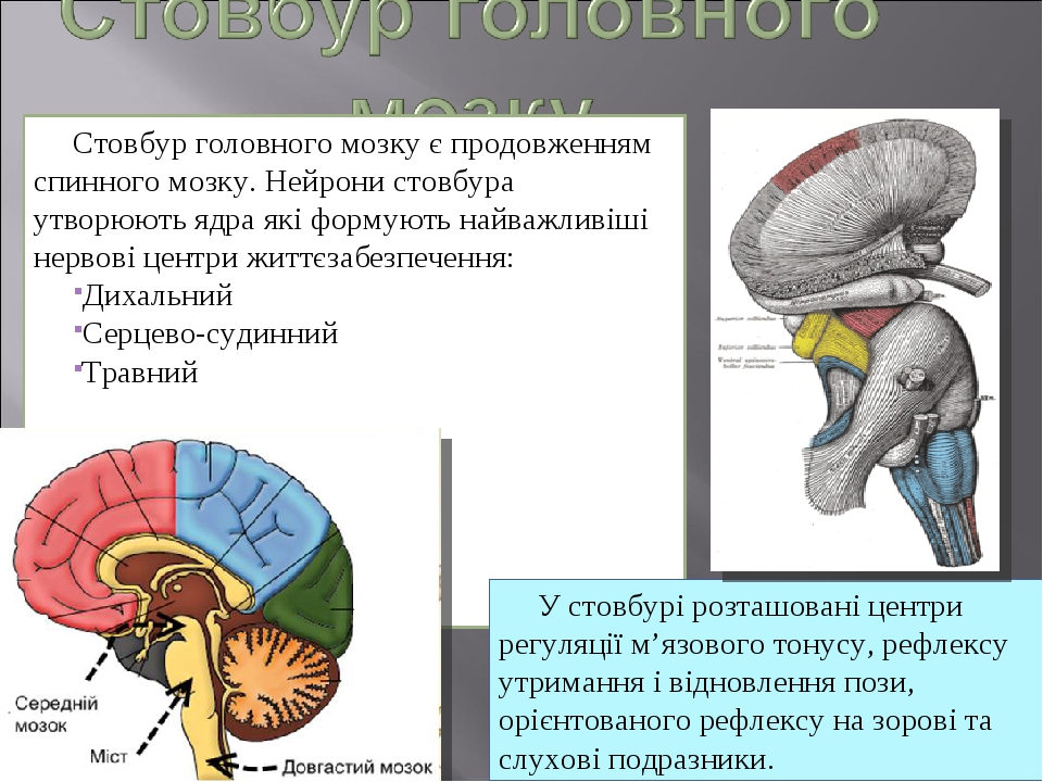 Презентація "Головний мозок людини"