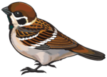 Воробей PNG