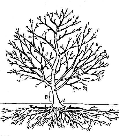 Части кустарника схема для детей