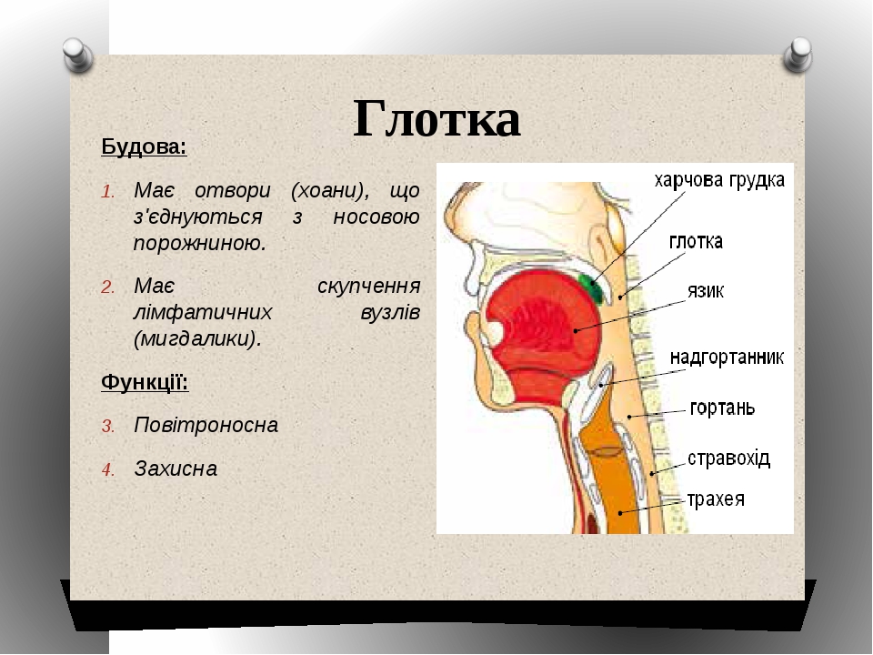 Схема гортани и глотки человека в картинках