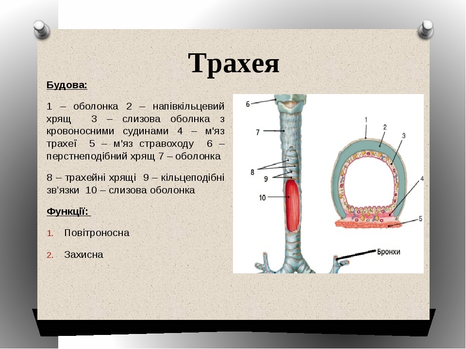 Трахея лошади фото