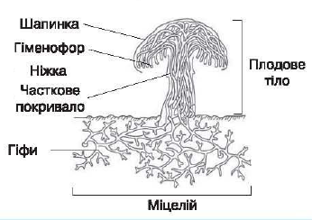 Схема слова гриб