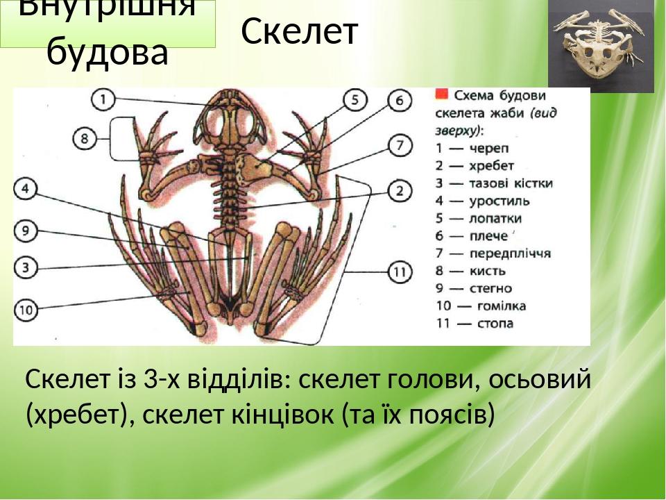 Типи тип картинки