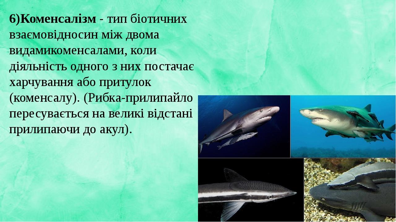 6)Коменсалізм - тип біотичних взаємовідносин між двома видамикоменсалами, коли діяльність одного з них постачає харчування або притулок (коменсалу)...