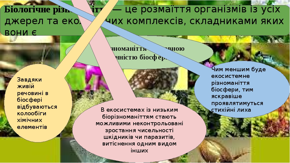 Біологічне різноманіття — це розмаїття організмів із усіх джерел та екологічних комплексів, складниками яких вони є Біорізноманіття є головною цінн...