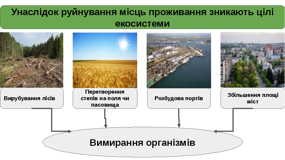 Унаслідок руйнування місць проживання зникають цілі екосистеми Вирубування лісів Розбудова портів Перетворення степів на поля чи пасовища Збільшенн...