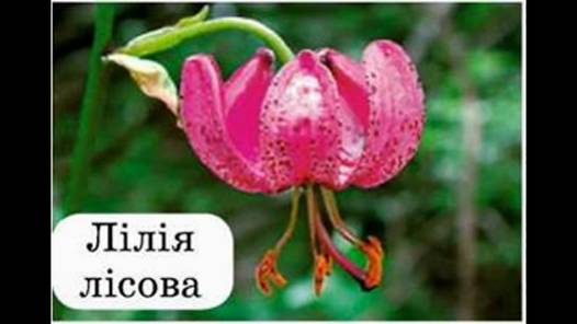 Червона книга України - рослини - YouTube