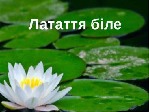 Латаття біле - презентація з біології