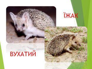 Презентація до уроку природознавства "Червона книга України ...