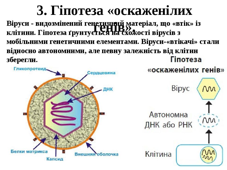 3. Гіпотеза «оскаженілих генів». Віруси - видозмінений генетичний матеріал, що «втік» із клітини. Гіпотеза ґрунтується на схожості вірусів з мобіль...