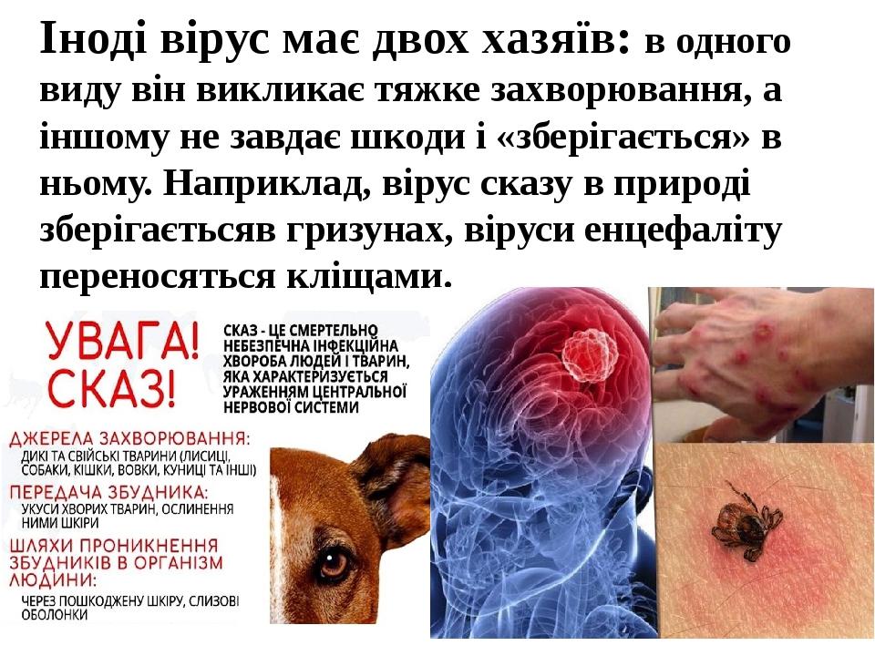 Іноді вірус має двох хазяїв: в одного виду він викликає тяжке захворювання, а іншому не завдає шкоди і «зберігається» в ньому. Наприклад, вірус ска...
