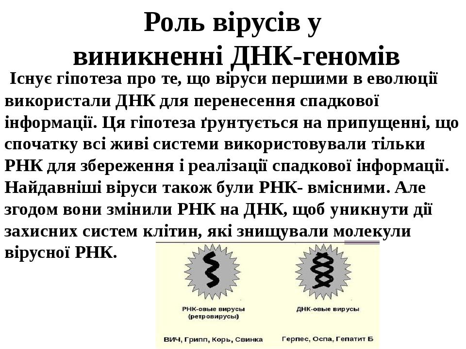 Роль вірусів у виникненні ДНК-геномів Існує гіпотеза про те, що віруси першими в еволюції використали ДНК для перенесення спадкової інформації. Ця ...