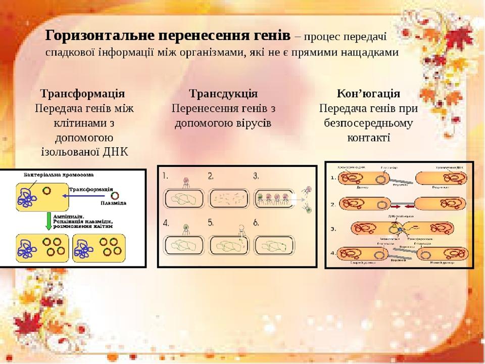 В еволюції віруси є важливим «засобом» горизонтального перенесення генів, що забезпечує генетичне різноманіття організмів. Горизонтальне перенесенн...