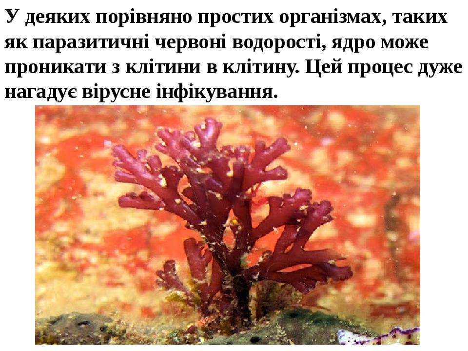 У деяких порівняно простих організмах, таких як паразитичні червоні водорості, ядро може проникати з клітини в клітину. Цей процес дуже нагадує вір...