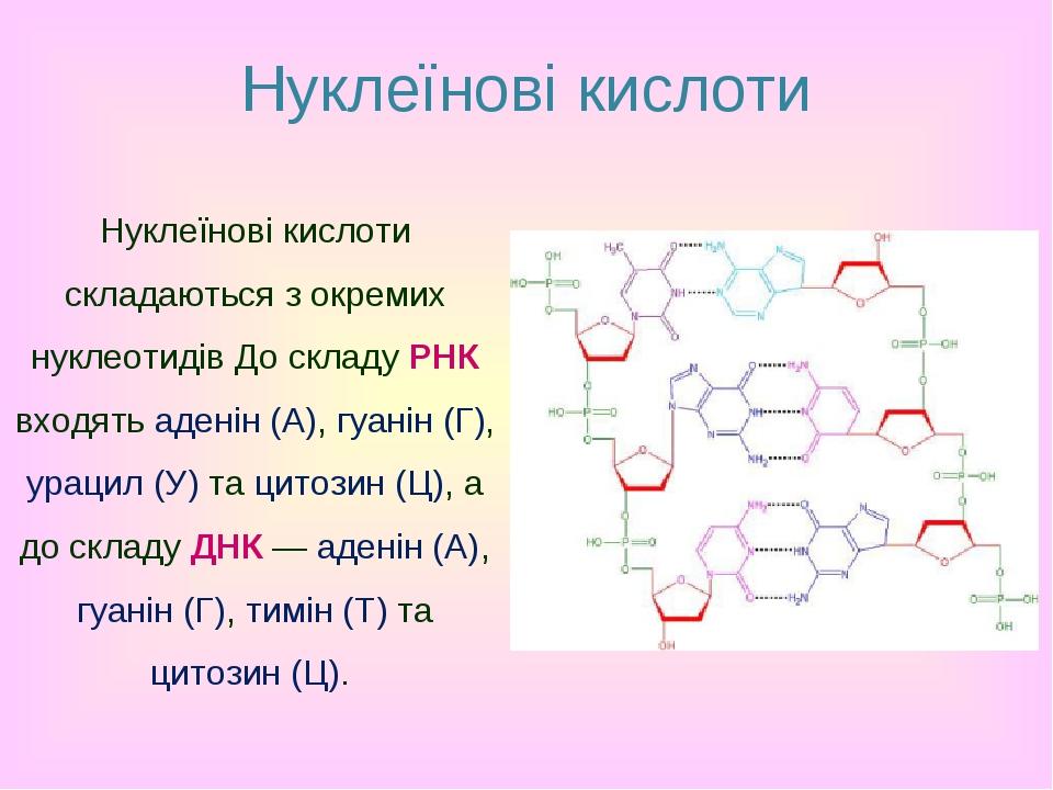 Нуклеїнові кислоти Нуклеїнові кислоти складаються з окремих нуклеотидів До складу РНК входять аденін (А), гуанін (Г), урацил (У) та цитозин (Ц), а ...