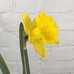 Buy Wholesale Daffodils with leaves, Yellow UK ~ Wholesale Flowers UK