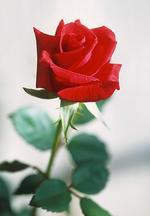 Файл:Red rose.jpg — Википедия