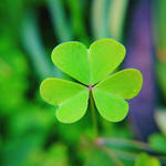 What counts as a true shamrock, and why is it a St. Patrick's ...