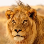 How we arrived at a $1 billion annual price tag to save Africa's lions