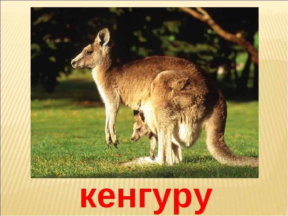 Кенгуру на машине