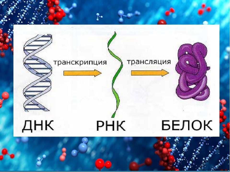 Флешка в виде ДНК. Транскрипция РНК схема. ДНК В виде флага. До складу нуклеотидів ДНК входять:.