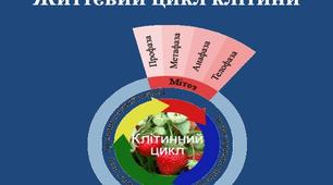 Презентація на тему: "Життєвий цикл клітин. Інтерфаза".
