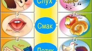 Контроль знань з теми: « Зв’язок організму із зовнішнім середовищем. Сенсорні системи »
