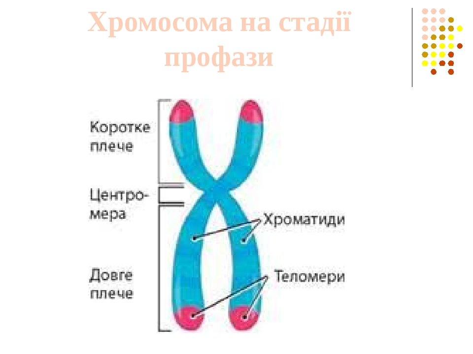 12 хромосома презентация