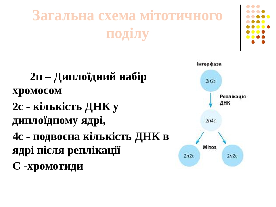 Профаза 2n4c рисунок