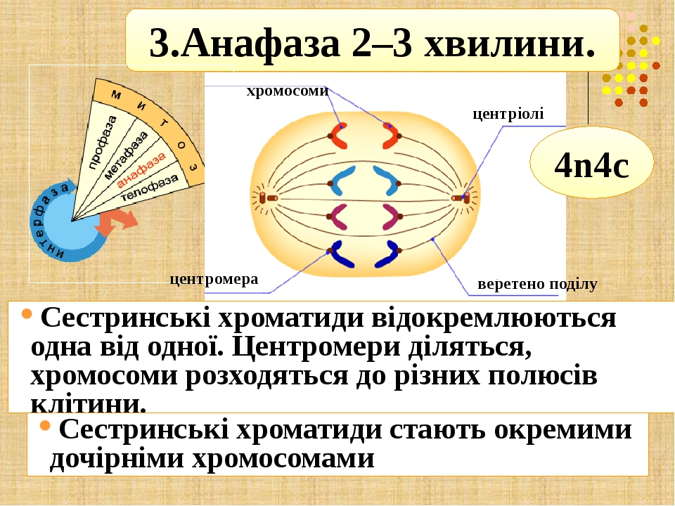 Анафазы ii