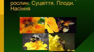 Рослини, їх життєдіяльність.