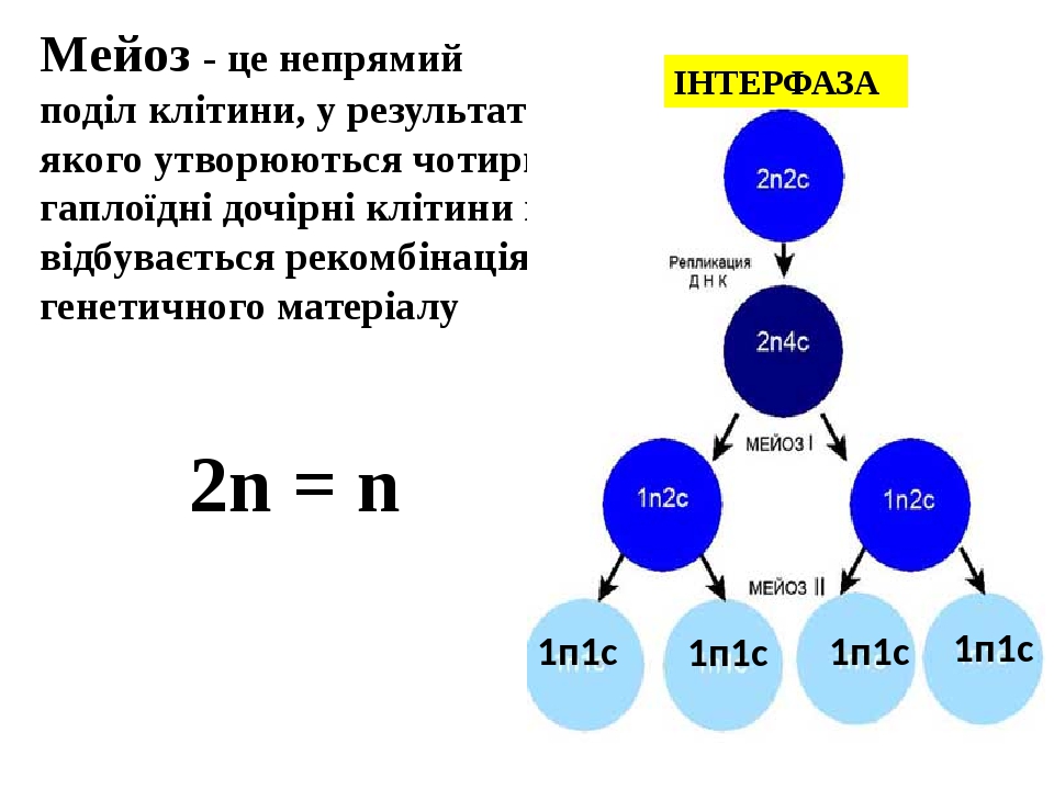 Презентация на тему мейоз